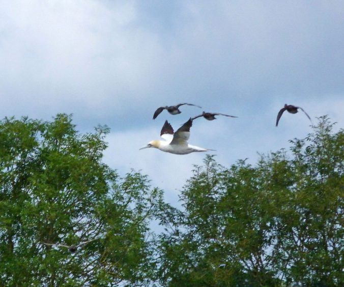 Gannet in flight 1