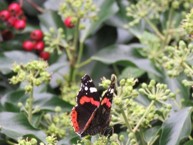 red-admiral-img_9339