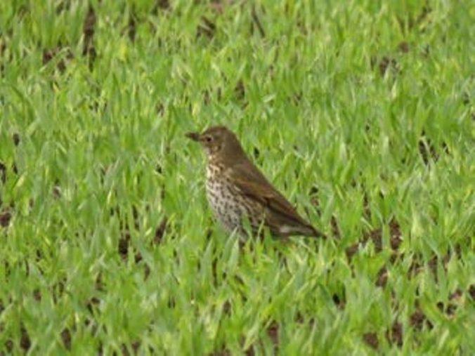 continental-song-thrush-1