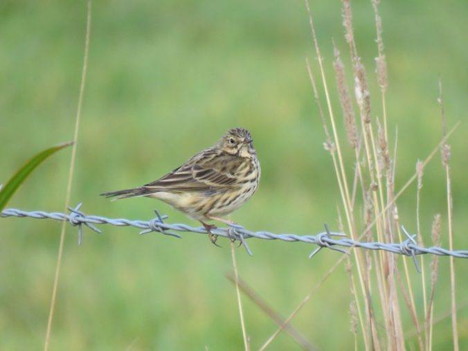 img_9360-meadow-pipit