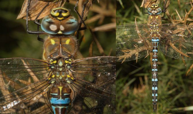 male-migrant-hawker