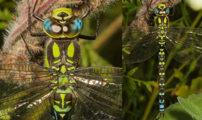 male-southern-hawker